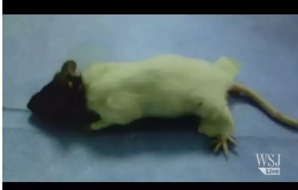 Tikus putih berkepala cokelat, hewan jadi-jadiankah?