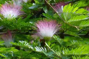 Kaliandra, sumber energi alternatif yang tengah digalakkan di Sumedang