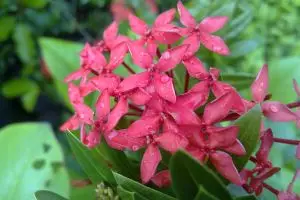 Kamu pernah menghisap manisnya ujung bunga asoka? Itu menyehatkan lho!