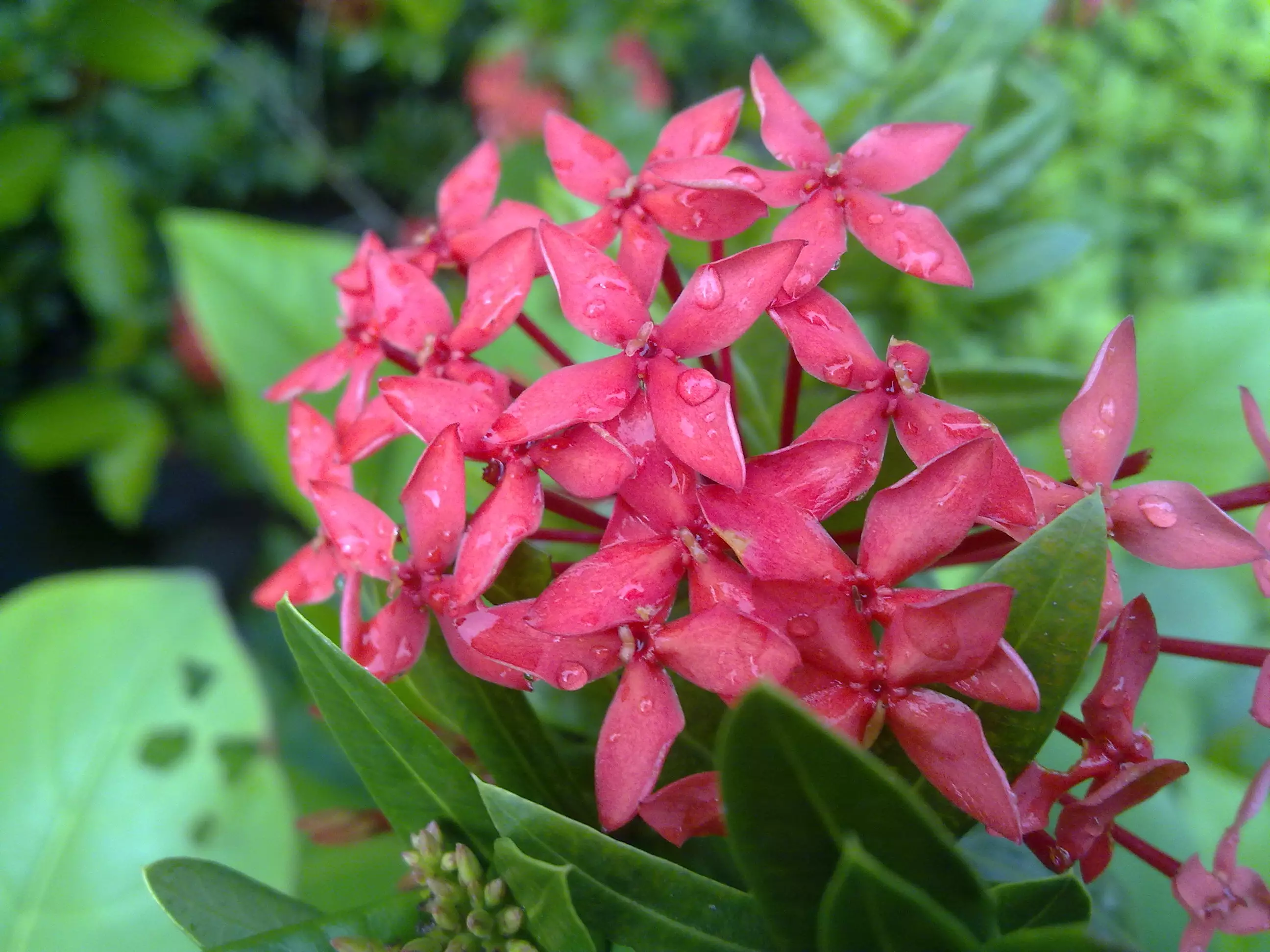 Kamu pernah menghisap manisnya ujung bunga asoka? Itu menyehatkan lho!