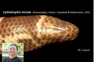 Spesies baru ular pipa ditemukan, dinamai dari nama dosen IPB