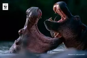 Kuda nil ternyata keluarga dekat dari paus, bukan babi! Ini buktinya