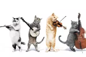 Pelihara kucing bisa sebabkan schizophrenia?