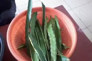Ini manfaat pohon buah naga yang belum diketahui khalayak