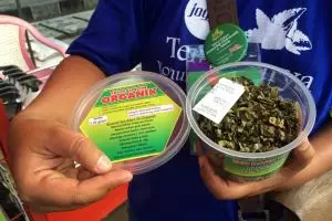 Rasakan khasiat teh dari daun tin yang manis meski tanpa gula