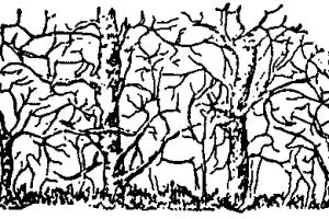 Hayo, ada berapa binatang yang kamu lihat