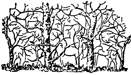 Hayo, ada berapa binatang yang kamu lihat