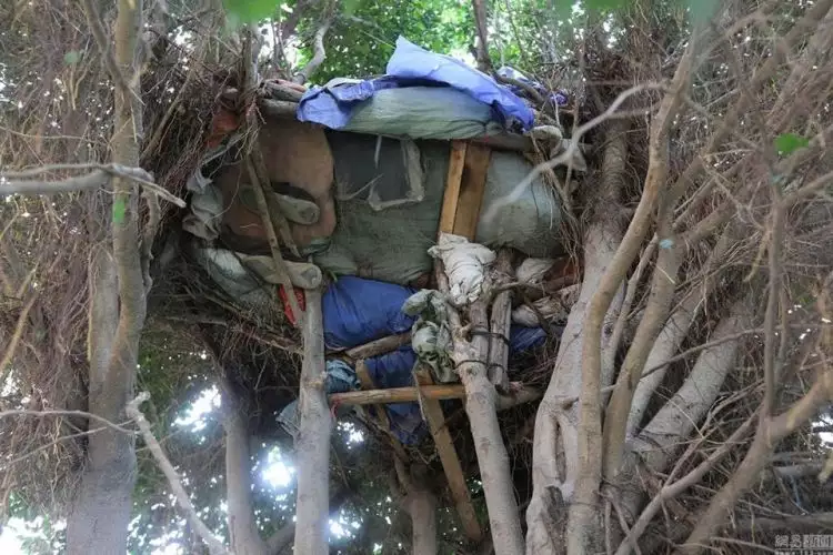 Seorang pria pilih tidur di pohon karena tak mampu beli rumah