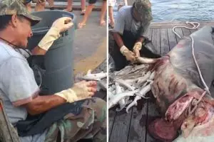 VIDEO: 34 bayi hiu kepala martil dikeluarkan dari perut induknya