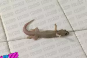 Ada yang aneh dengan cicak ini, apa ya?