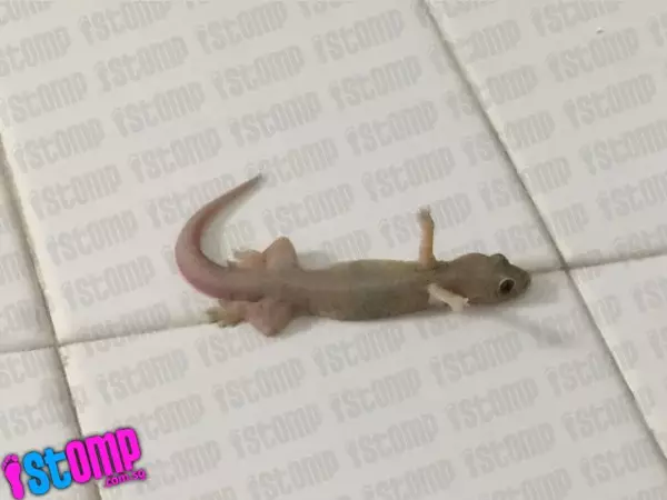 Ada yang aneh dengan cicak ini, apa ya?