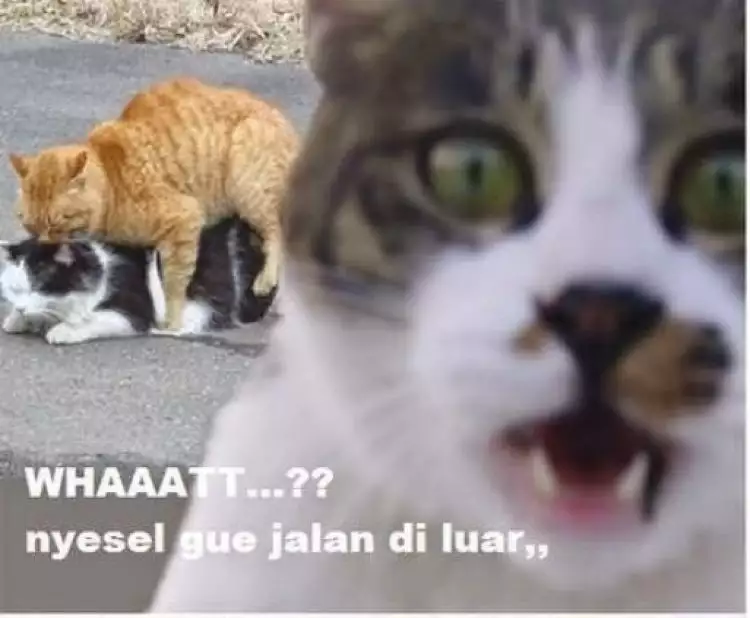 25 Meme kucing yang imut, ngegemesin dan bikin ketawa
