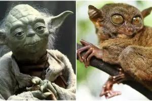 Ternyata inspirasi Yoda Star Wars berasal dari makhluk di Indonesia