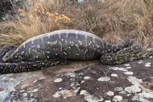 Telan landak 12,7 kg, ular Piton mati perutnya ketancep banyak duri