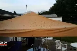 Sial, lagi pesta ulang tahun malah kejatuhan tinja dari pesawat!