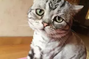 Ini Luhu, si kucing paling sedih sedunia tapi punya 40.000 follower