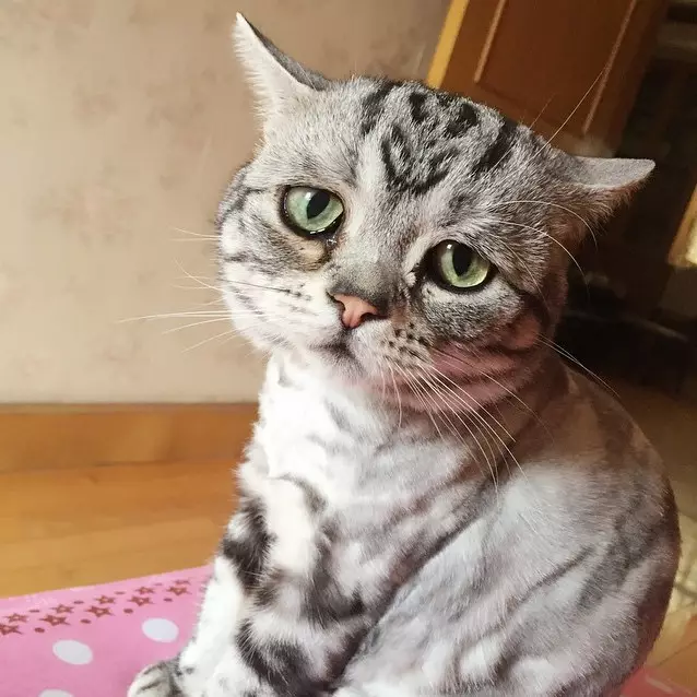 Ini Luhu, si kucing paling sedih sedunia tapi punya 40.000 follower