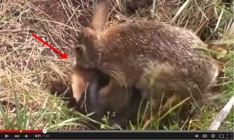 VIDEO: Gila! Induk kelinci serang seekor ular demi lindungi bayinya