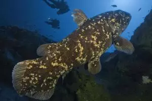 Ikan ternyata juga bisa capek berenang, lho!