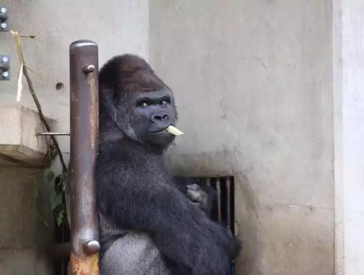 Gorila ini dianggap ganteng dan bikin cewek-cewek Jepang klepek-klepek