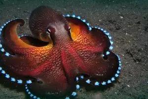 5 Hewan ini punya memori yang lebih tokcer daripada manusia, hebat!