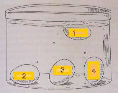 Cara sederhana ketahui usia telur