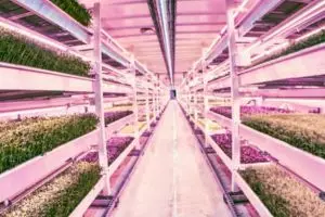 Ini sawah bawah tanah pertama di dunia, sungguh kreatif dan canggih!