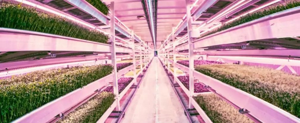 Ini sawah bawah tanah pertama di dunia, sungguh kreatif dan canggih!