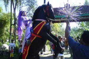 Susah-susah sedap melatih kuda 'akrobat' khas Purworejo