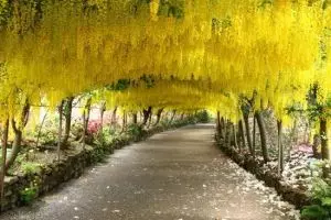 Menakjubkannya 7 terowongan pohon ini, bikin nggak mau pulang!