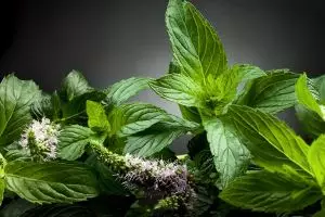 7 Daun yang bisa merawat kecantikan kulit kamu