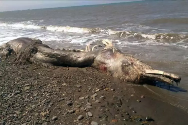 Spesies aneh terdampar di pantai Rusia, bentuknya bikin merinding!