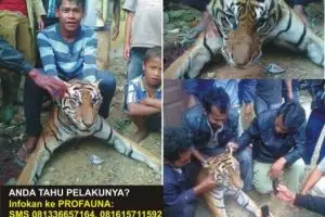 Setelah Orangutan, muncul lagi pembantaian harimau Sumatera