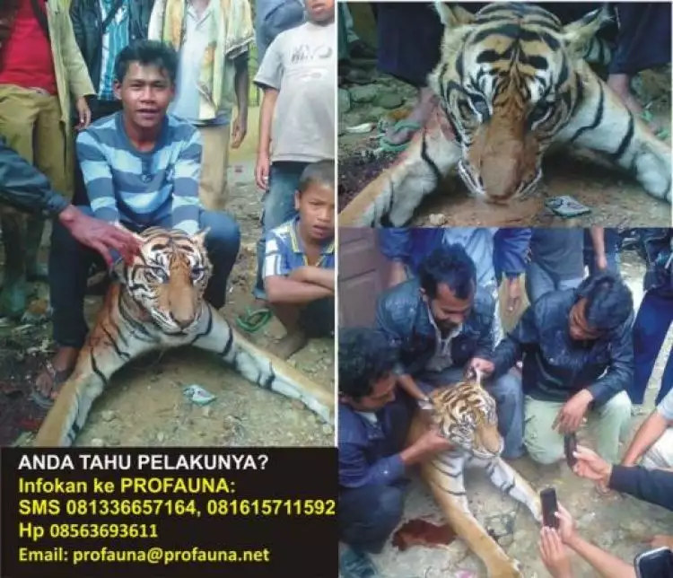Setelah Orangutan, muncul lagi pembantaian harimau Sumatera
