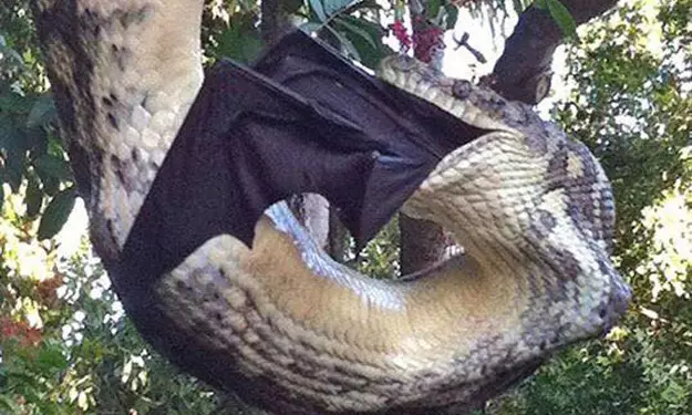 Bukan editan, foto keganasan ular piton telan kelelawar raksasa