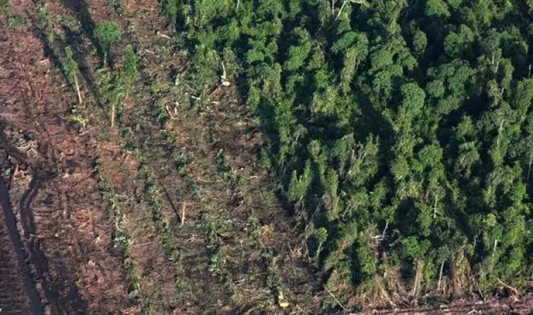 Penggunaan drone bisa turut mengatasi kerusakan hutan