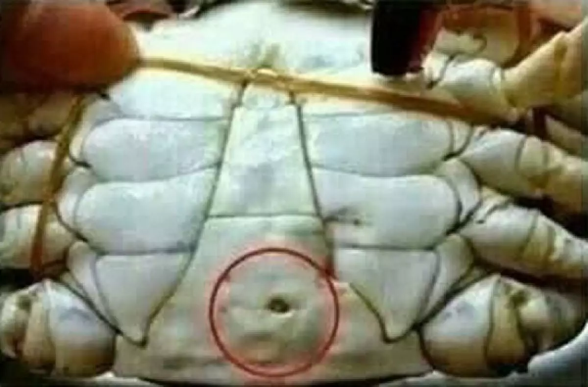 Hati-hati bila ada lubang mencurigakan saat beli kepiting mentah