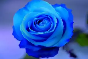 15 Jenis bunga mawar dan kepribadian orang yang menyukainya