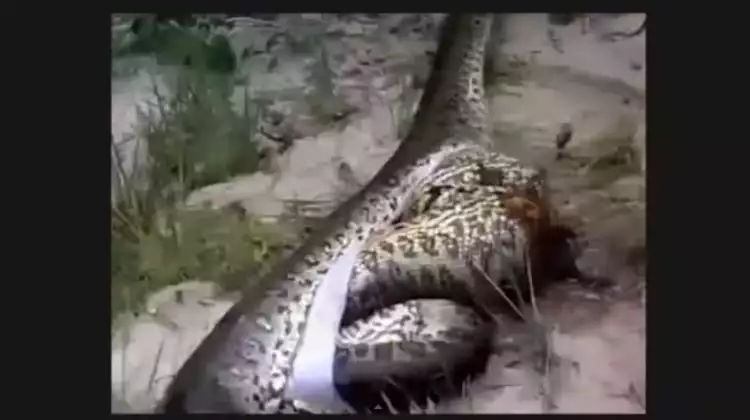 VIDEO: Anakonda mati usai menelan anakonda lainnya