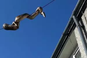 Piton mematikan bergelantungan di kabel permukiman, bikin heboh warga!