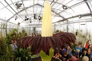 Berikut penjelasan ilmiah kenapa bunga bangkai berbau busuk