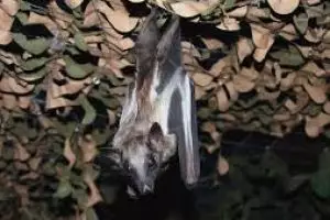 Ini lho alasan kelelawar suka bergelantungan terbalik