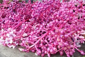 Cerita buah khas Gunung Muria, diyakini bisa bikin ganteng & cantik