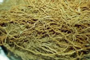 Akar rerumputan ini bisa usir kecoa sekaligus jadi aromaterapi