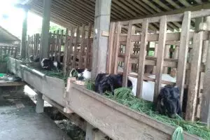 Cerita sukses peternak kambing PE Sleman, satu orang miliki 24 ekor