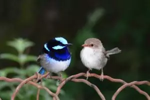 Ilmuwan ini sukses mengajari burung untuk memahami bahasa asing, wow!