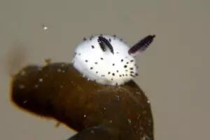 Baru saja ditemukan, siput laut tapi mirip kelinci, lucu sekali!