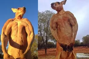 Setelah gorila ganteng, kini netizen dihebohkan kanguru binaragawan!