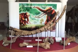 Patiayam, situs purbakala baru yang kini sudah simpan 2.471 fosil