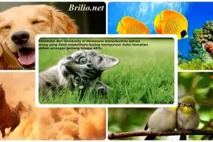 5 Hewan yang pantas kamu pelihara karena manfaat kesehatannya